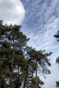 Preview wallpaper sky, clouds, pines, trees, kroner, coniferous, air