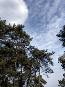 Preview wallpaper sky, clouds, pines, trees, kroner, coniferous, air