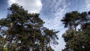 Preview wallpaper sky, clouds, pines, trees, kroner, coniferous, air