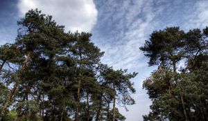 Preview wallpaper sky, clouds, pines, trees, kroner, coniferous, air