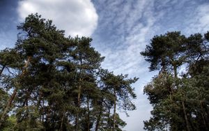 Preview wallpaper sky, clouds, pines, trees, kroner, coniferous, air