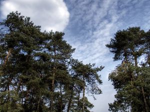 Preview wallpaper sky, clouds, pines, trees, kroner, coniferous, air