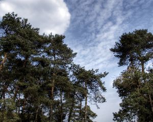 Preview wallpaper sky, clouds, pines, trees, kroner, coniferous, air