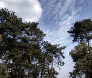 Preview wallpaper sky, clouds, pines, trees, kroner, coniferous, air