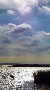 Preview wallpaper sky, clouds, water, thickets, canes, ripples