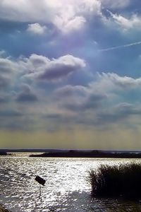 Preview wallpaper sky, clouds, water, thickets, canes, ripples