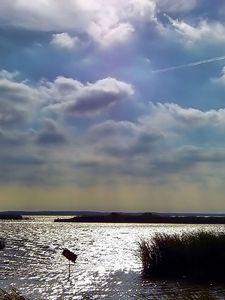 Preview wallpaper sky, clouds, water, thickets, canes, ripples