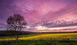 Preview wallpaper sky, decline, field, birch