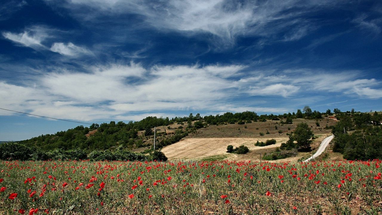 Wallpaper sky, field, clouds, lungs, poppies, clearly