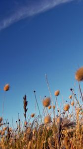 Preview wallpaper sky, grass, dry, strip, cloud, trace, brightly