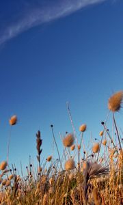 Preview wallpaper sky, grass, dry, strip, cloud, trace, brightly