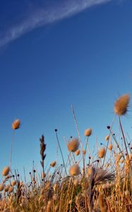 Preview wallpaper sky, grass, dry, strip, cloud, trace, brightly