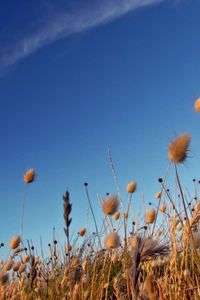 Preview wallpaper sky, grass, dry, strip, cloud, trace, brightly