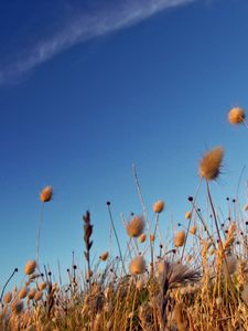 Preview wallpaper sky, grass, dry, strip, cloud, trace, brightly