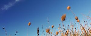 Preview wallpaper sky, grass, dry, strip, cloud, trace, brightly