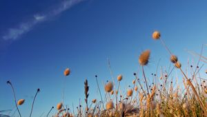 Preview wallpaper sky, grass, dry, strip, cloud, trace, brightly