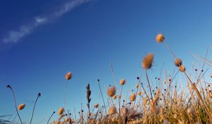 Preview wallpaper sky, grass, dry, strip, cloud, trace, brightly