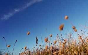 Preview wallpaper sky, grass, dry, strip, cloud, trace, brightly