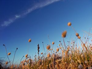 Preview wallpaper sky, grass, dry, strip, cloud, trace, brightly