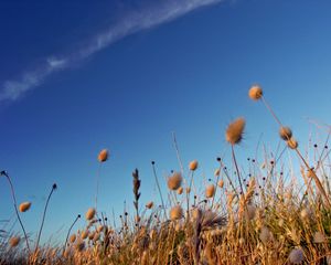 Preview wallpaper sky, grass, dry, strip, cloud, trace, brightly