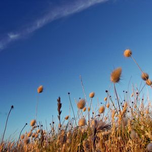 Preview wallpaper sky, grass, dry, strip, cloud, trace, brightly