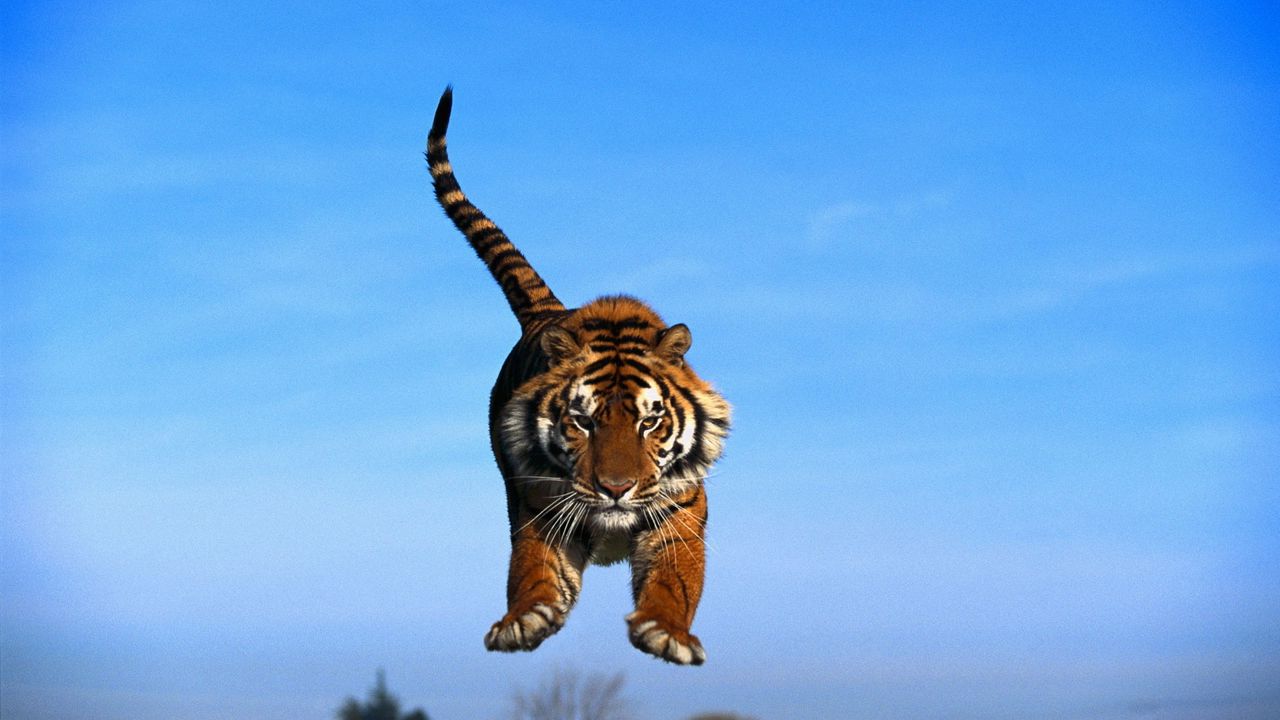 Wallpaper sky, jump, tail, tiger paws