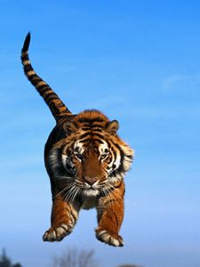 Preview wallpaper sky, jump, tail, tiger paws