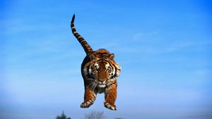 Preview wallpaper sky, jump, tail, tiger paws