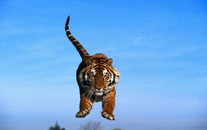 Preview wallpaper sky, jump, tail, tiger paws