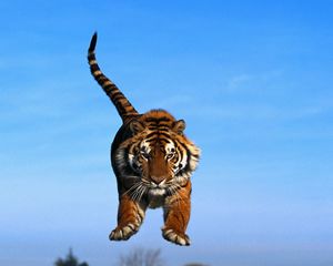 Preview wallpaper sky, jump, tail, tiger paws