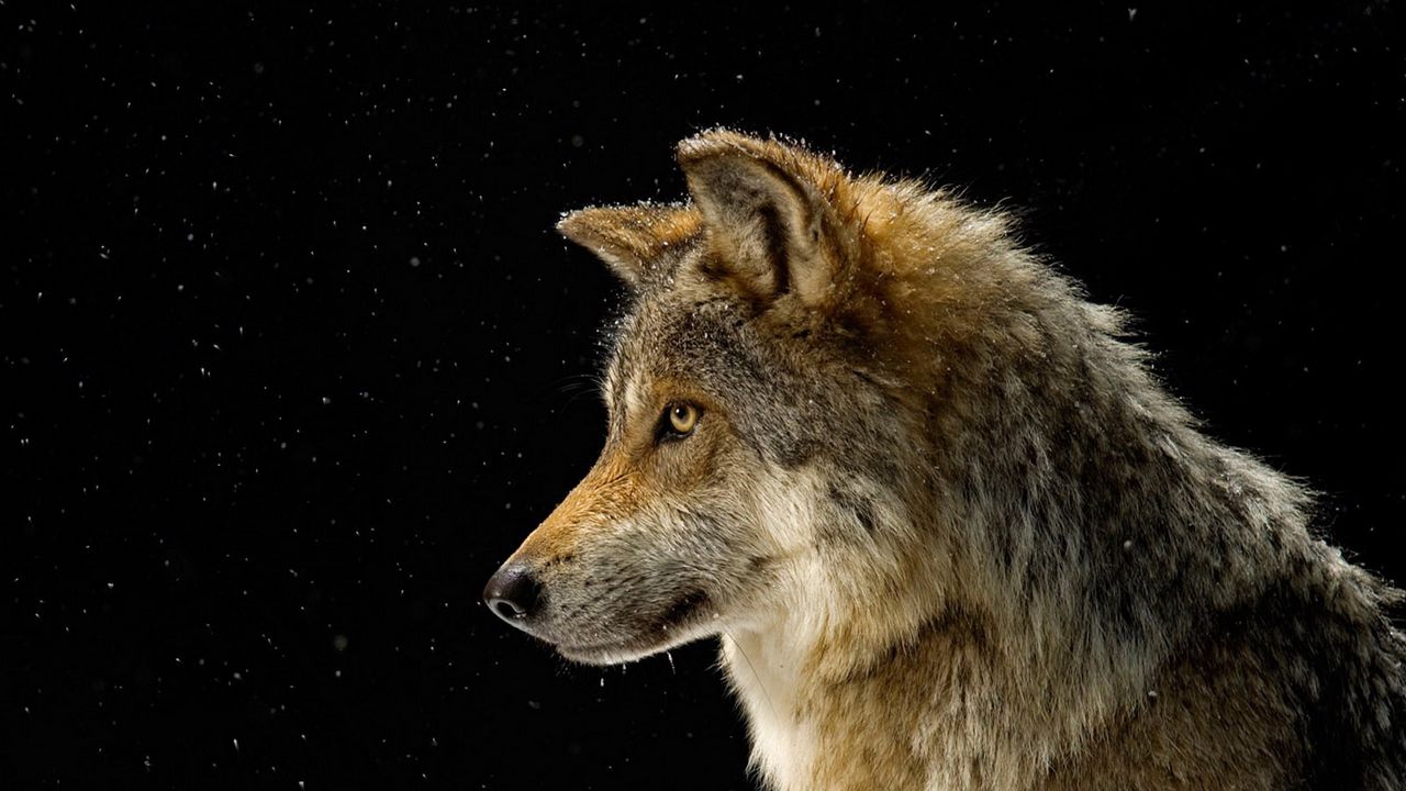 Wallpaper sky, snow, stars, dogs, wolves