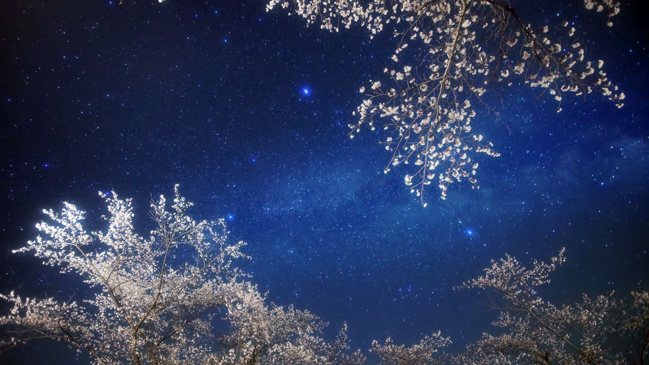 Wallpaper sky, stars, branches, light, night
