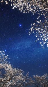Preview wallpaper sky, stars, branches, light, night