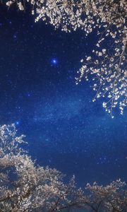 Preview wallpaper sky, stars, branches, light, night