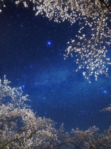 Preview wallpaper sky, stars, branches, light, night