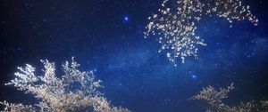 Preview wallpaper sky, stars, branches, light, night