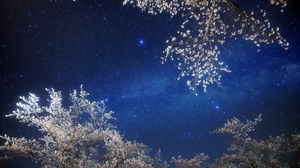 Preview wallpaper sky, stars, branches, light, night