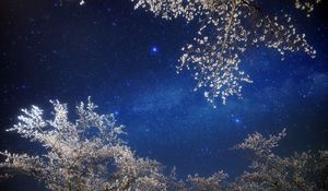 Preview wallpaper sky, stars, branches, light, night