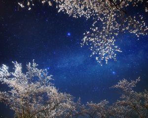 Preview wallpaper sky, stars, branches, light, night