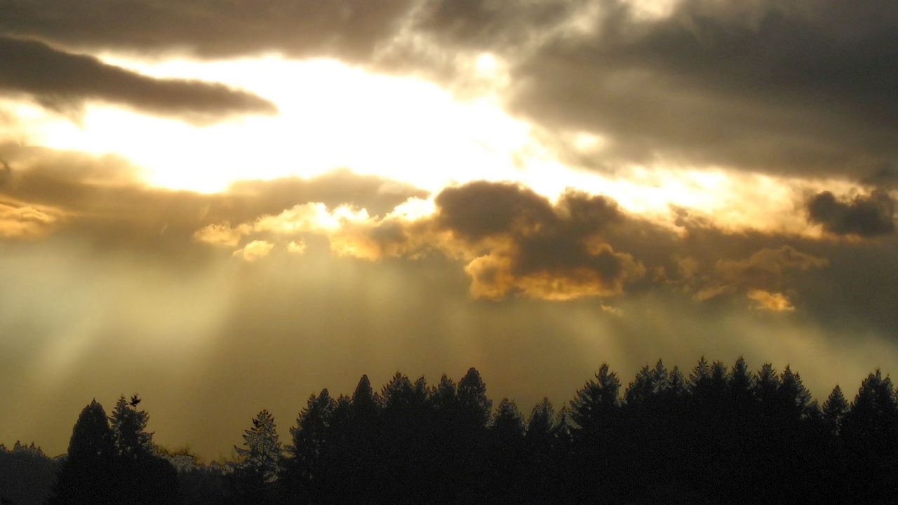 Wallpaper sky, sunlight, evening, trees, outlines