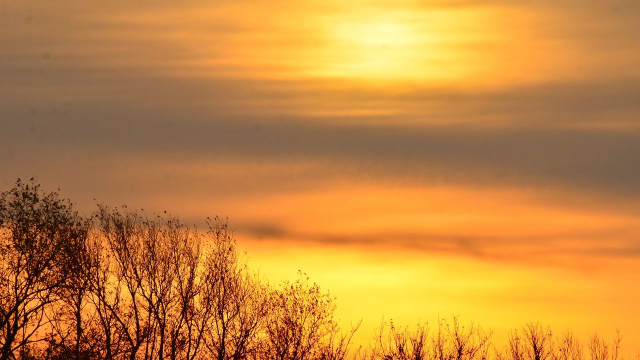 Wallpaper sky, sunrise, trees, branches, nature