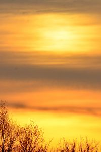 Preview wallpaper sky, sunrise, trees, branches, nature