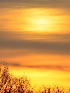 Preview wallpaper sky, sunrise, trees, branches, nature