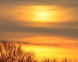 Preview wallpaper sky, sunrise, trees, branches, nature
