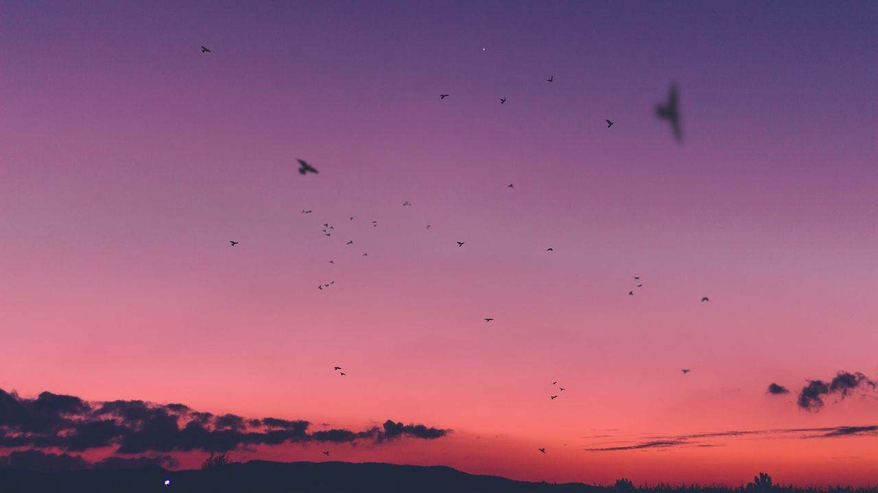 Wallpaper sky, sunset, birds