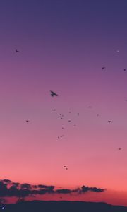 Preview wallpaper sky, sunset, birds