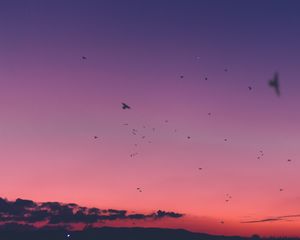 Preview wallpaper sky, sunset, birds