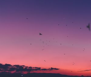 Preview wallpaper sky, sunset, birds