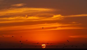 Preview wallpaper sky, sunset, sun, birds, dark