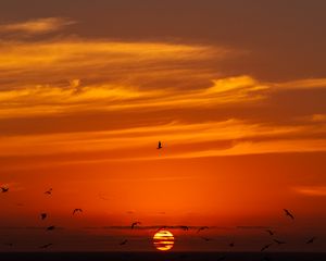 Preview wallpaper sky, sunset, sun, birds, dark